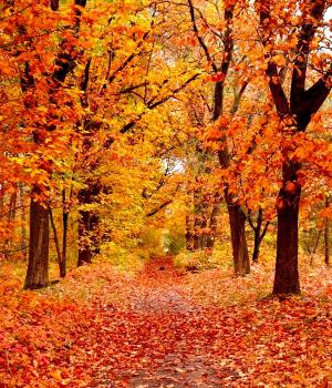 Herfstvakantie